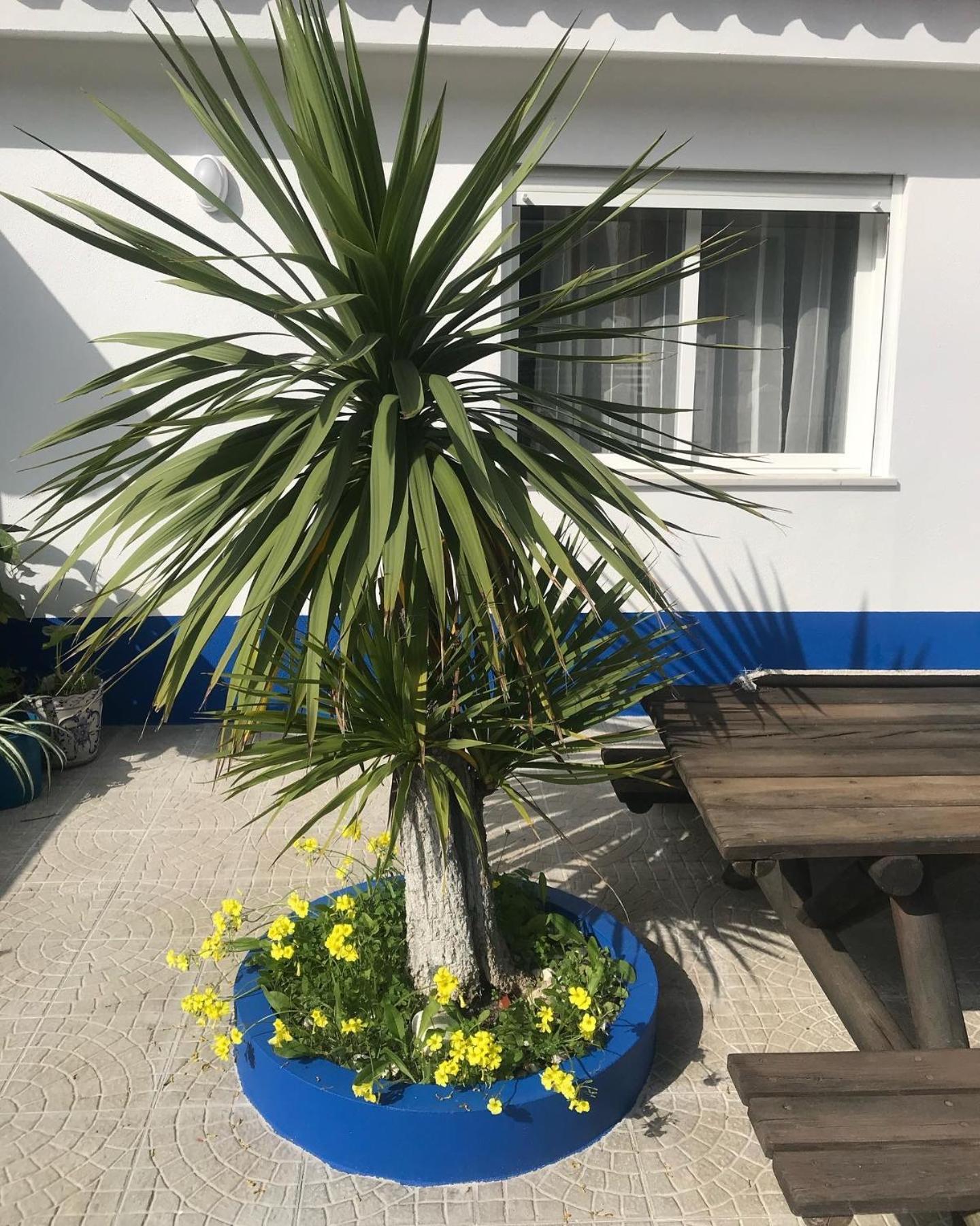 Casa Praia Do Sul 에리세이라 외부 사진